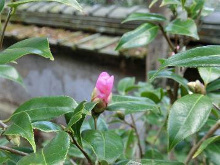 開きかけのピンク椿の蕾