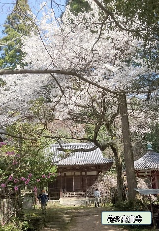 花の高貴寺