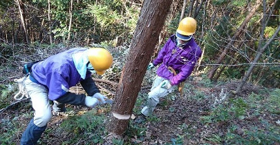 大径木の伐採