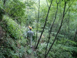 サクラ山　中腹伐採状況 2