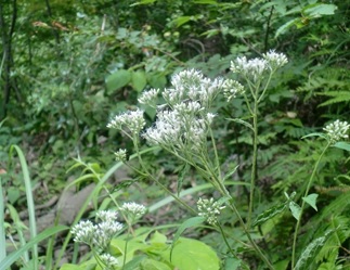 サクラ山　オトコイシの花