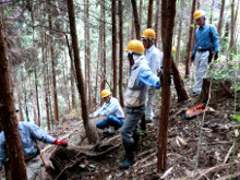 裏山でのヒノキ伐採