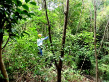 サクラ山での雑木伐採