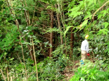 サクラ山での雑木伐採