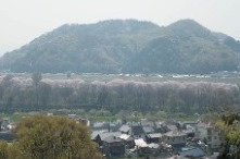 八幡の背割り桜