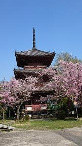 宝積寺の桜