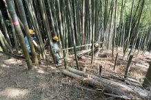 道路まで伸びた鹿除け柵