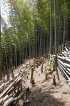 若竹を除去（作業後）