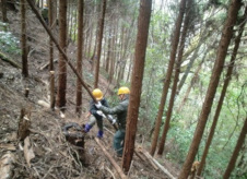 枝打ち作業