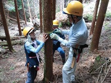 胸高直径の調査