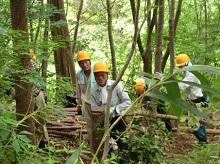 常緑樹整備作業