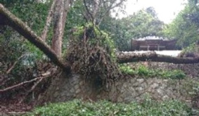 奥の院前の倒木