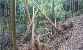 サクラ山への山道の倒木