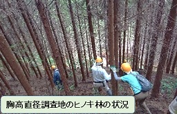 胸高直径調査地のヒノキ林の状況