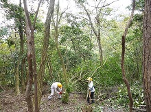 ソヨゴの伐採作業