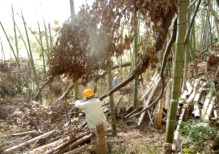 台風による倒木処理