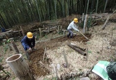 地下茎抜去作業中