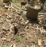 地下茎除去区の筍