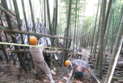 地下茎存置（左）侵入防止（右）