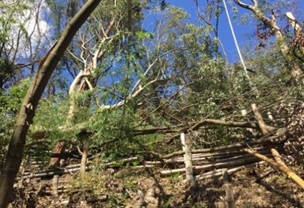 広葉樹①の西側斜面