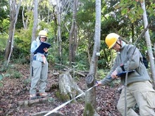 樹間距離の測定・記録