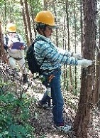 胸高直径の測定