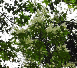 マルバアオダモの花