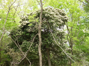 クロバイは満開