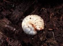 カブト虫らしい幼虫