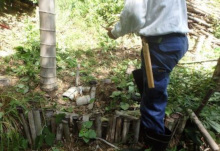 地植えの生存調査