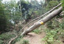 昨年の台風２１号のつめ跡