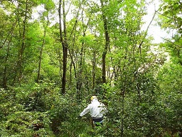 春日山の作業