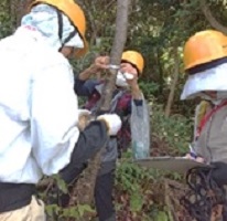 胸高直径の測定