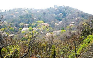 東側の山並みもサクラが満開