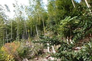 竹林②上部の竹伐採前