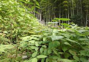 竹林②下部・作業前