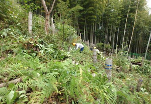 竹林②下部・作業中