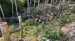 竹伐採作業