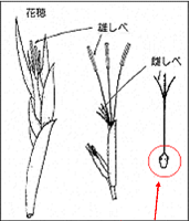 竹の花の構造
