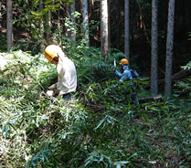 作業道の草苅