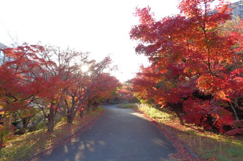 校内通路の紅葉