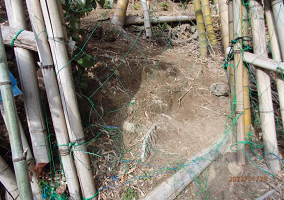 動物に破られた竹林②上部出入り口のネット