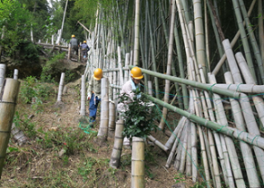 竹林①のコバノガマズミ