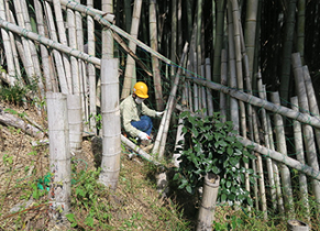 竹林①はほぼ常緑広葉樹林化してきている