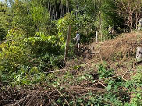 クサギなどの除去作業