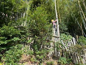 高棹竹の伐採作業