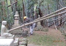 枯倒竹の除去作業