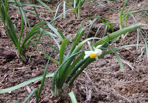 植え付けたスイセン