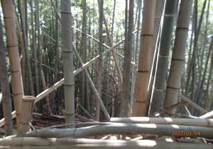 遊歩道から見た放置竹林
