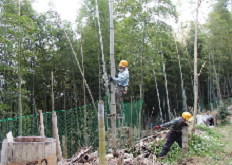 脚立にのっての鋸作業